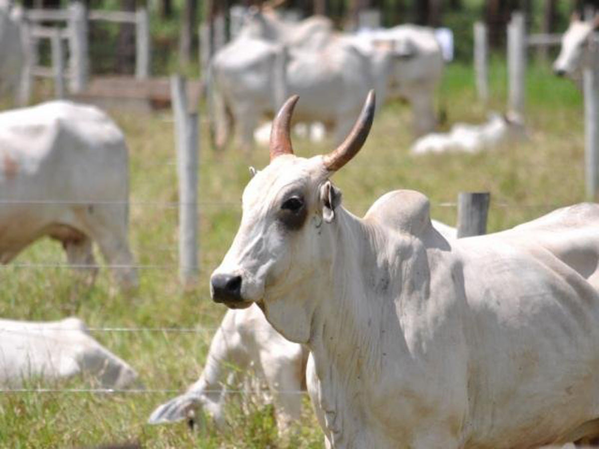 Produtores vão apelar ao governo para evitar represamento de gado