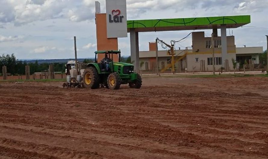 Prefeitura e Lar iniciam parceria no plantio de Girassol