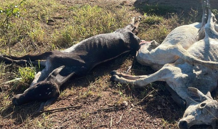 Mato Grosso do Sul registra 1,5 mil mortes de gado por frio em cinco dias