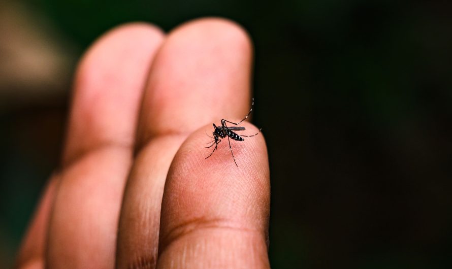 Em MS, Chikungunya infecta 8 pessoas por dia