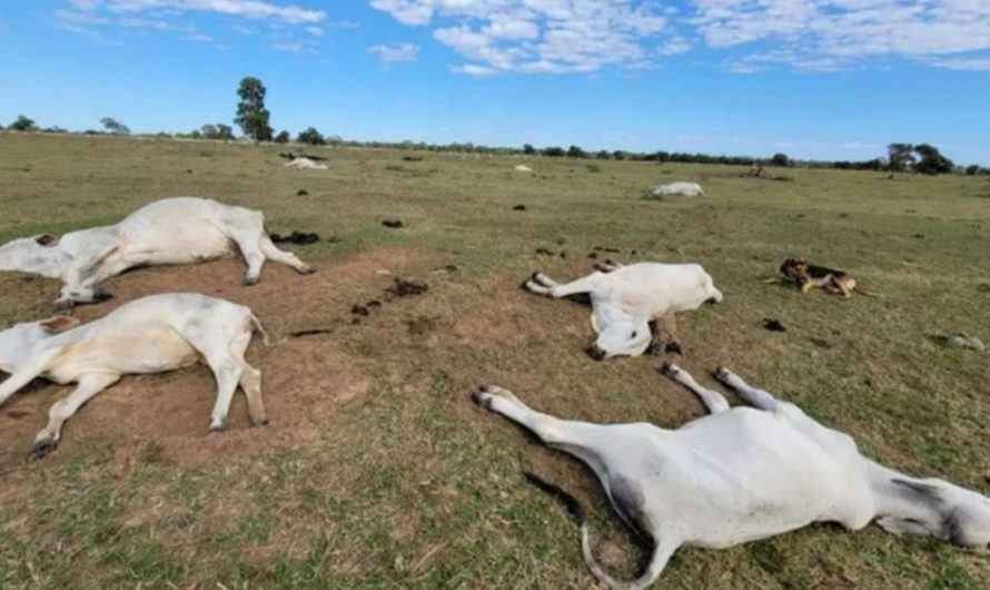 Frio intenso provocou morte de 83 bovinos no sul de Mato Grosso do Sul